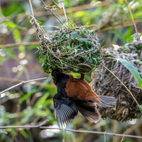 Chestnut and black weaver