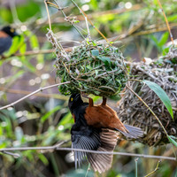Chestnut and black weaver