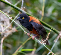Chestnut and black weaver, male