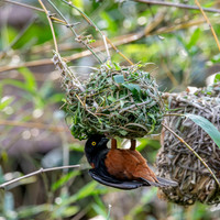 Chestnut and black weaver