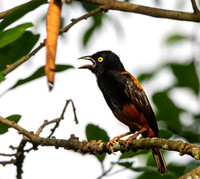 Chestnut and black weaver