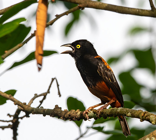 Chestnut and black weaver