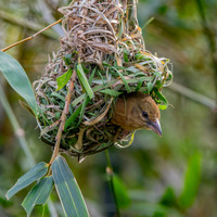 Chestnut and black weaver