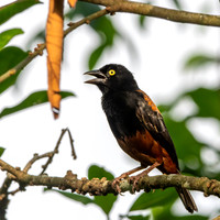 Chestnut and black weaver, male