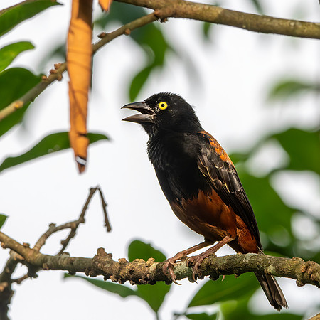 Chestnut and black weaver, male