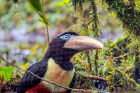Chestnut eared aracari