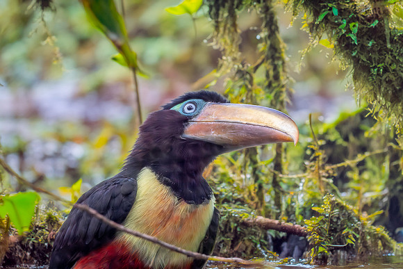 Chestnut eared aracari