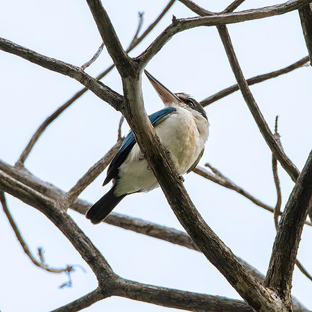 Collared kingfisher
