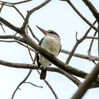 Collared kingfisher