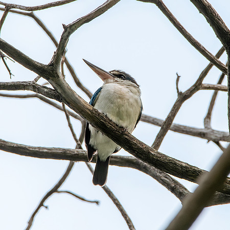 Collared kingfisher