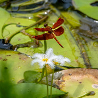 Common parasol