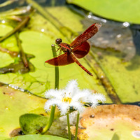 Common parasol