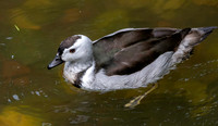 Cotton pygmy goose