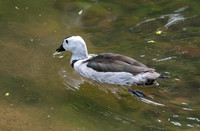 Cotton pygmy goose