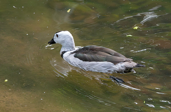 Cotton pygmy goose