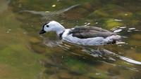 Cotton pygmy goose