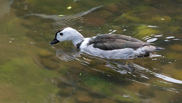 Cotton pygmy goose