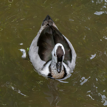 Cotton pygmy goose