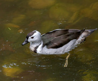 Cotton pygmy goose