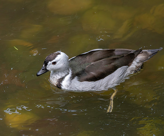 Cotton pygmy goose
