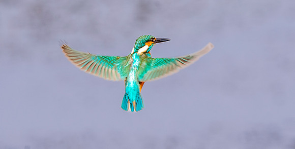 Common kingfisher, male