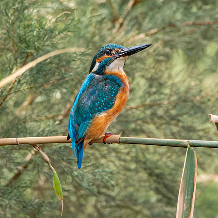 Common kingfisher, male