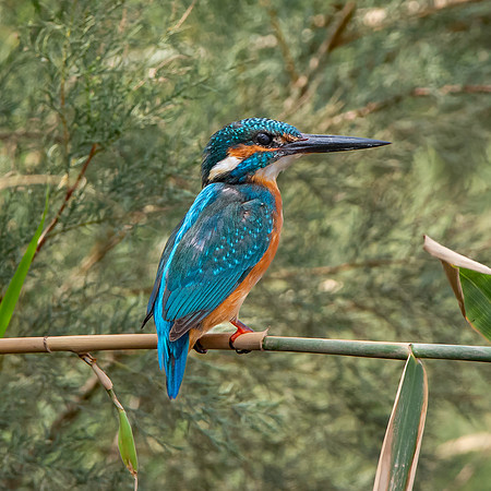 Common kingfisher, male