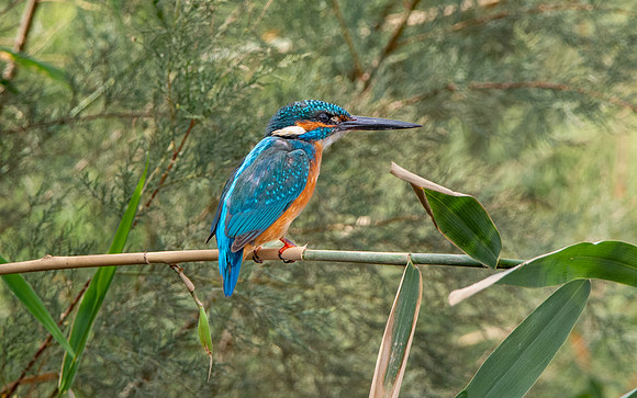 Common kingfisher, male