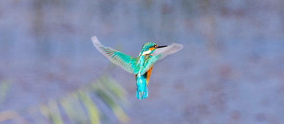 Common kingfisher, male