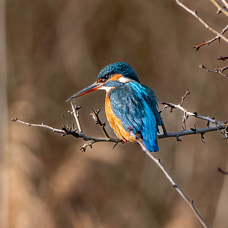 Common kingfisher, female