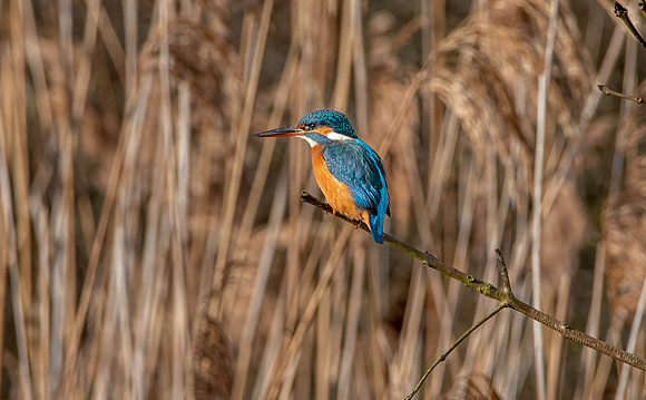 Common kingfisher, female