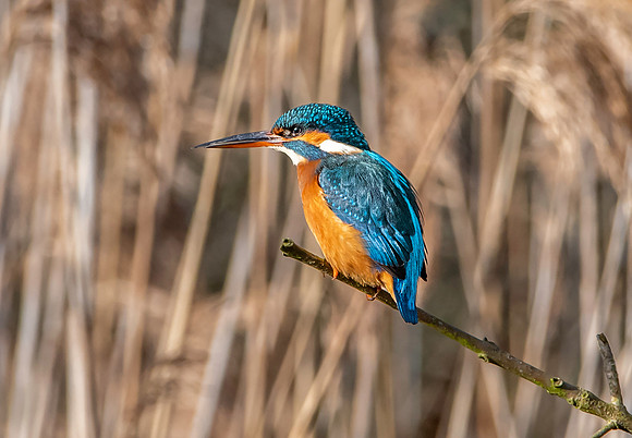 Common kingfisher, female