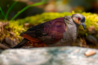 Crested quail dove
