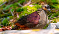Crested quail dove