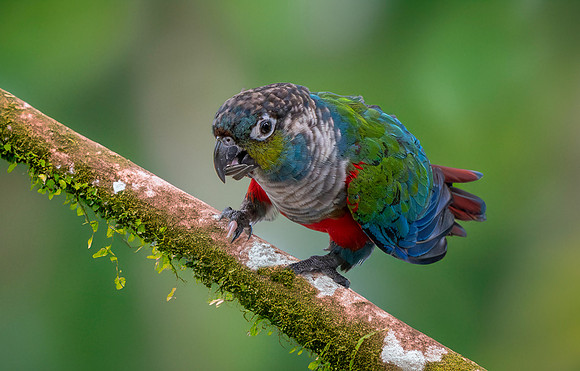 Crimson bellied parakeet