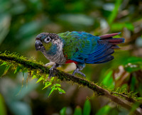 Crimson bellied parakeet