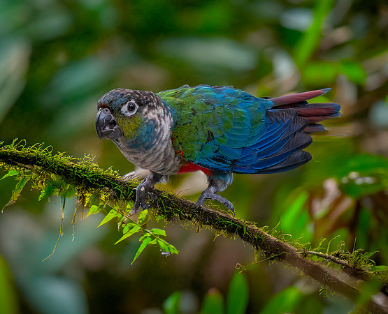 Crimson bellied parakeet