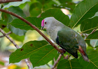 Crimson crowned fruit dove