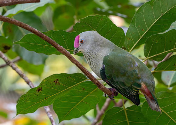 Crimson crowned fruit dove