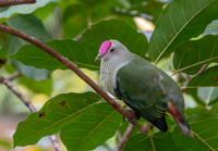Crimson crowned fruit dove