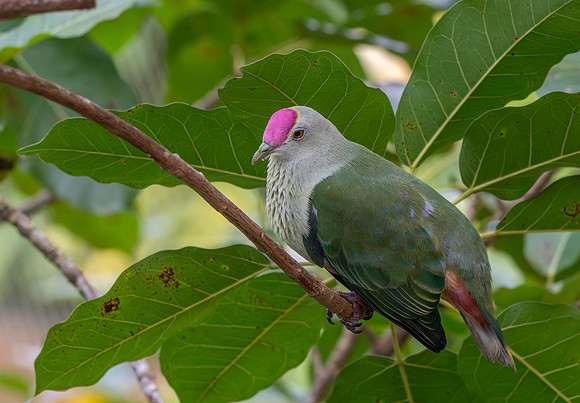Crimson crowned fruit dove