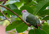 Crimson crowned fruit dove