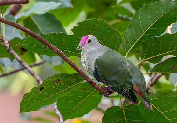 Crimson crowned fruit dove
