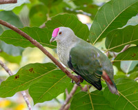 Crimson crowned fruit dove