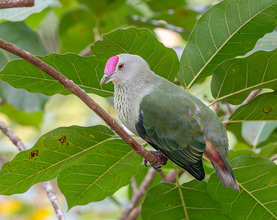 Crimson crowned fruit dove
