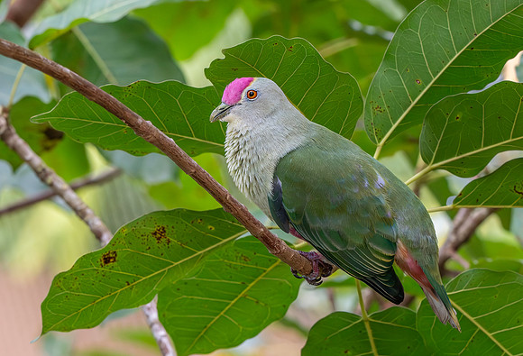 Crimson crowned fruit dove
