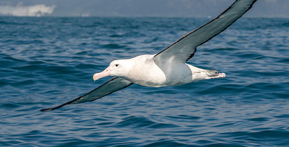 Wandering albatross