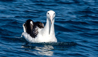 Royal albatross