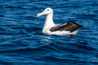 Royal albatross