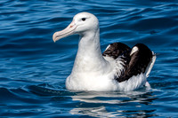 Royal albatross
